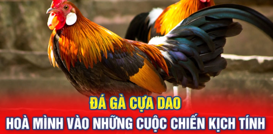 Bỏ Túi Mẹo Chơi Đá Gà Cựa Dao Tại 789Win Luôn Thắng Lớn